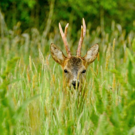 Kedvezményes őzbak vadászat